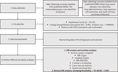 Causal association between immune cells and lung cancer risk: a two-sample bidirectional Mendelian randomization analysis